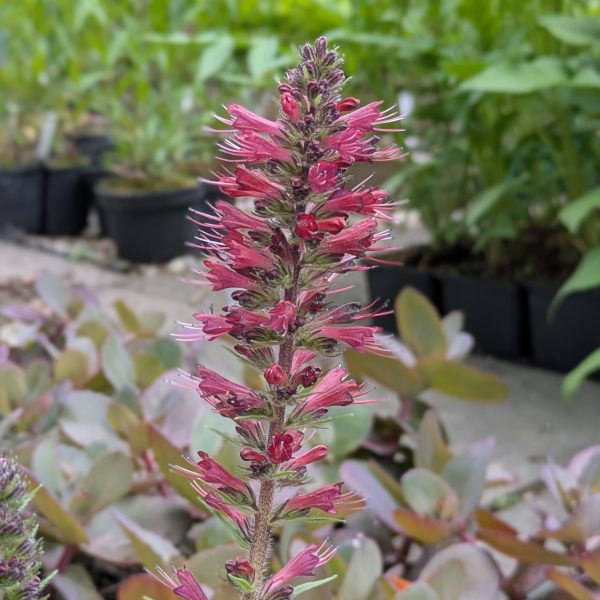 Echium russicum