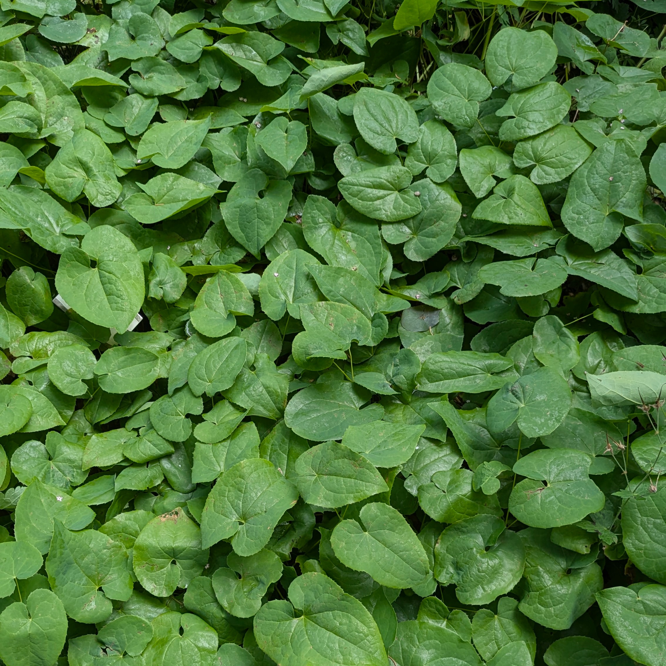 Epimedium x warleyense 'Orangekönigin' – Bild 3