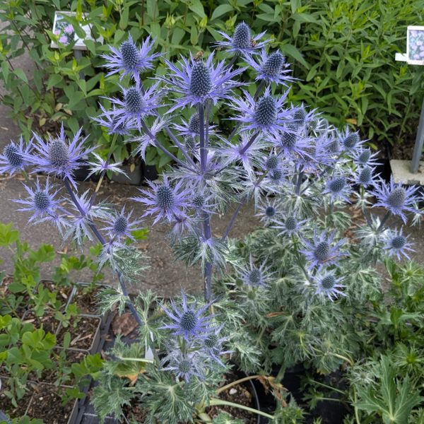 Eryngium x zabelii 'Big Blue' ®