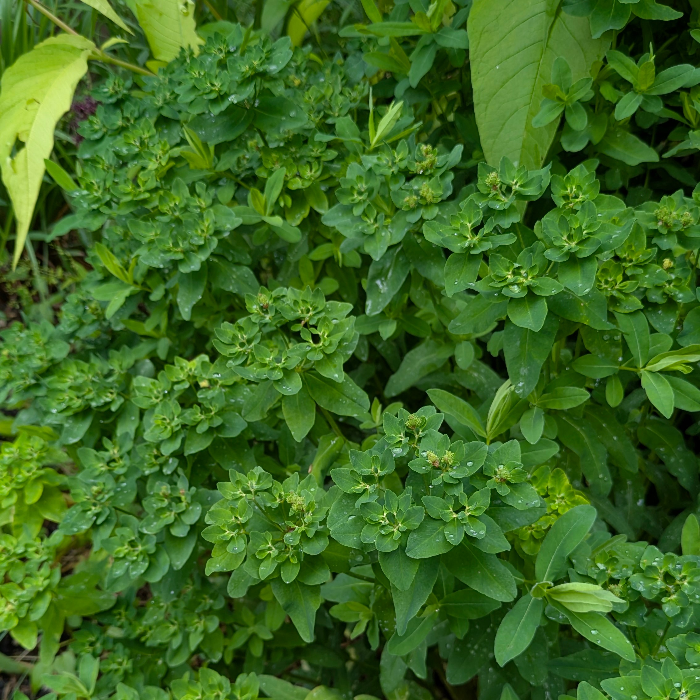 Euphorbia polychroma – Bild 2