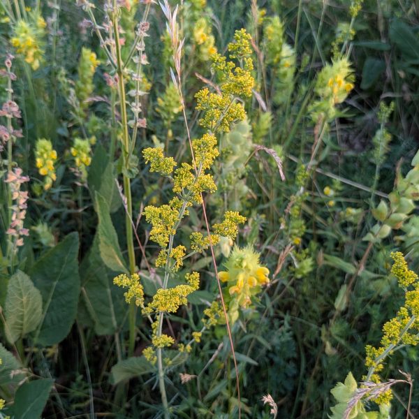 Galium verum