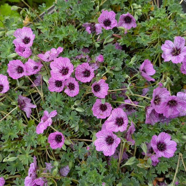 Geranium cinereum 'Ballerina'