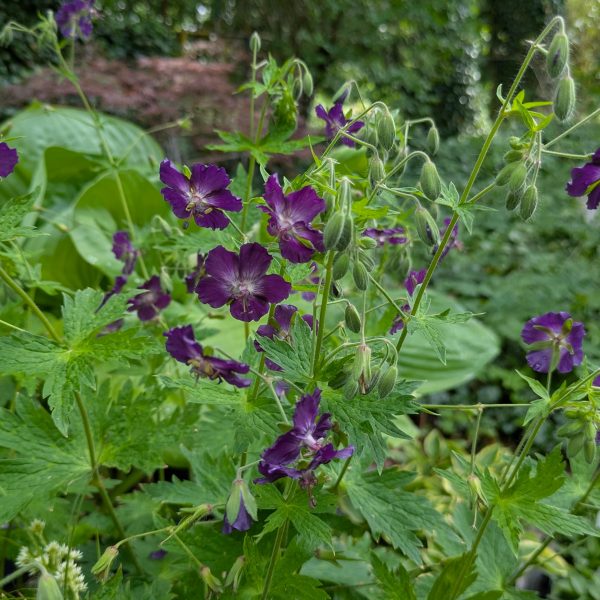 Geranium phaeum 'Lily Lovell'