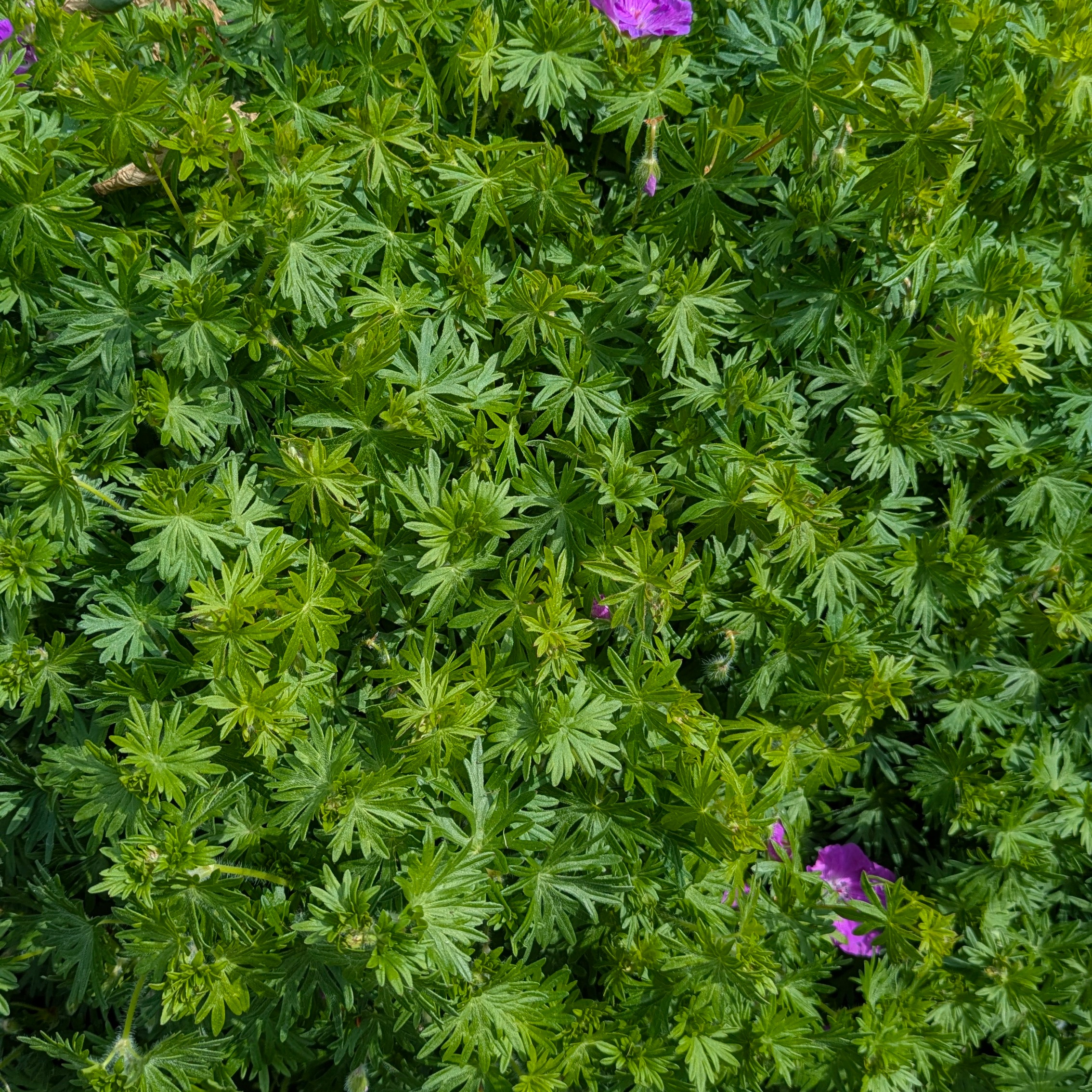 Geranium sanguineum