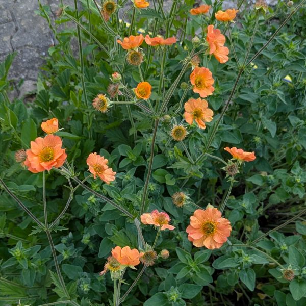 Geum x cultorum 'Totally Tangerine'