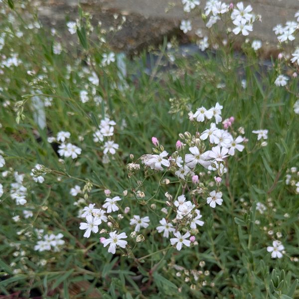 Gypsophila repens