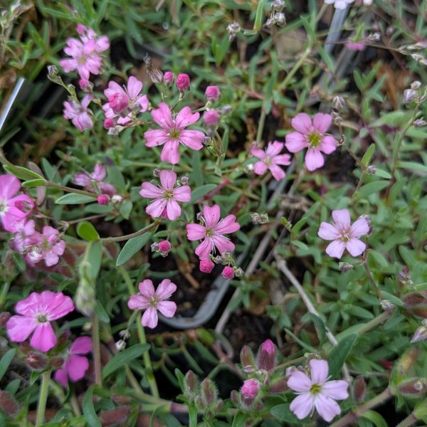 Gypsophila repens 'Rosea'