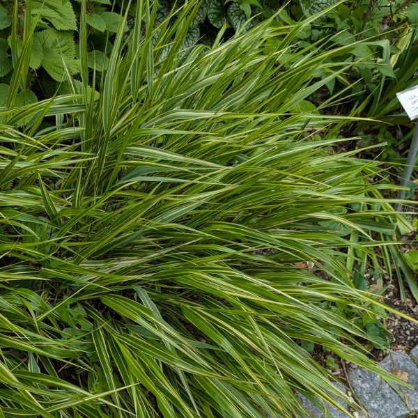 Hakonechloa macra 'Albostriata'