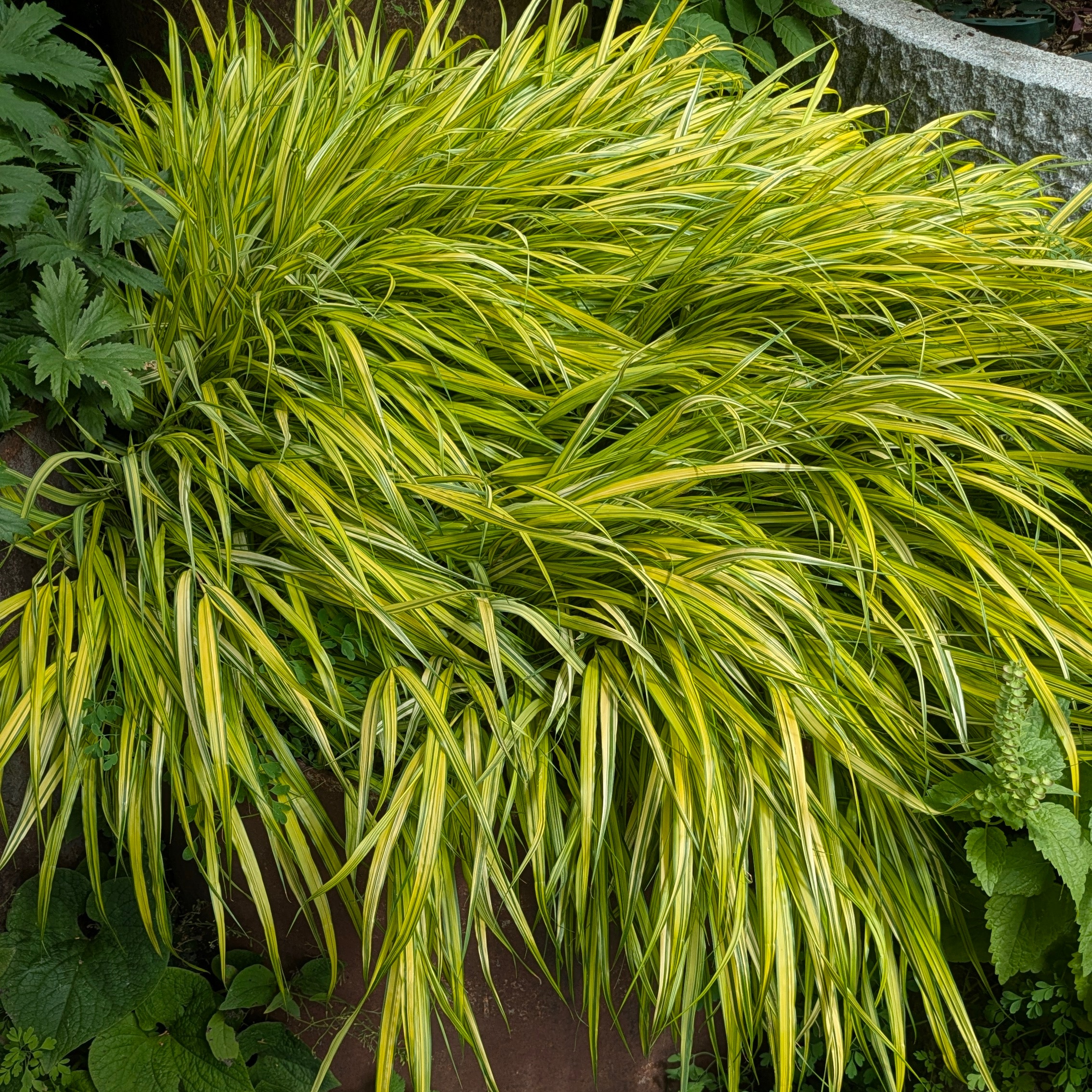 Hakonechloa macra 'Aureola' – Bild 2
