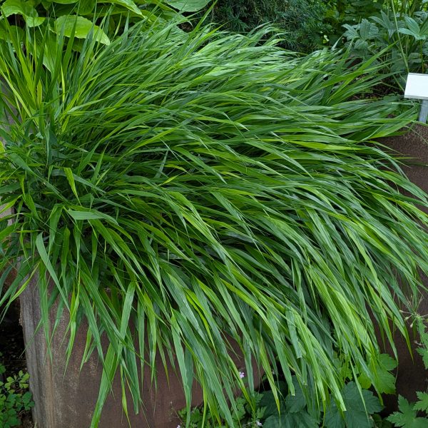 Hakonechloa macra