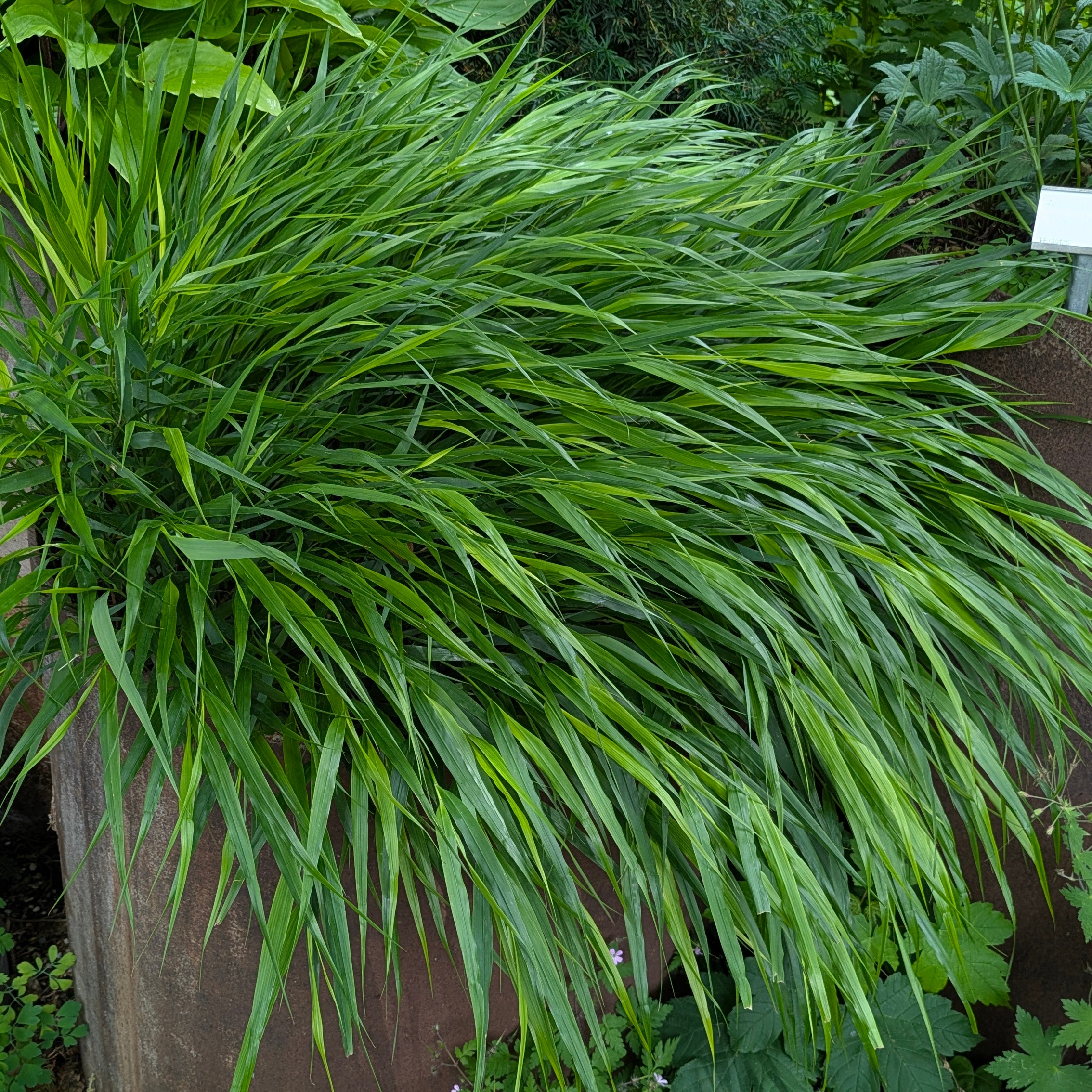 Hakonechloa macra