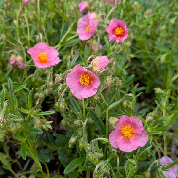 Helianthemum x cultorum 'Lawrensons Pink'