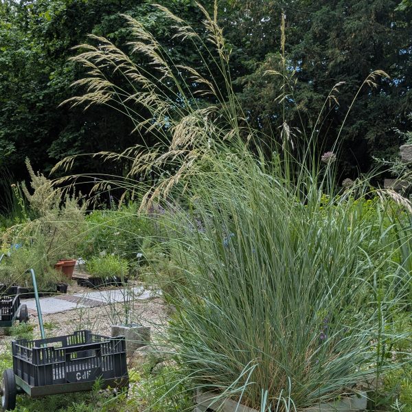 Helictotrichon sempervirens 'Saphirsprudel'