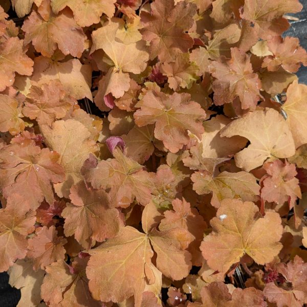 Heuchera 'Caramel' ®
