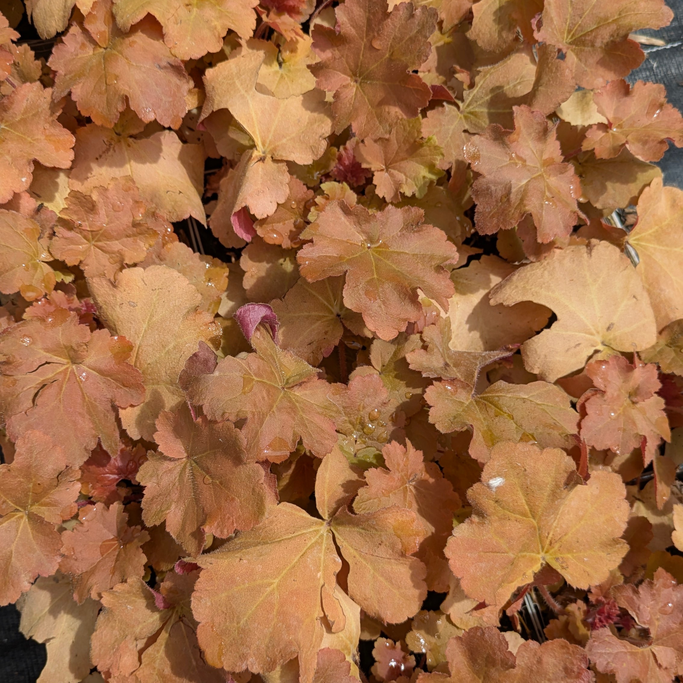 Heuchera 'Caramel' ®