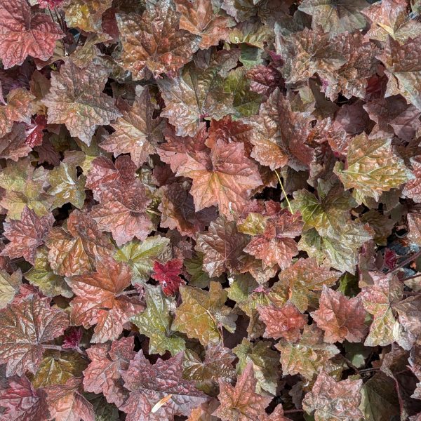 Heuchera micrantha 'Palace Purple'