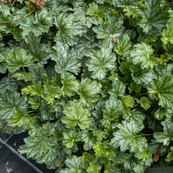 Heuchera 'Paris'