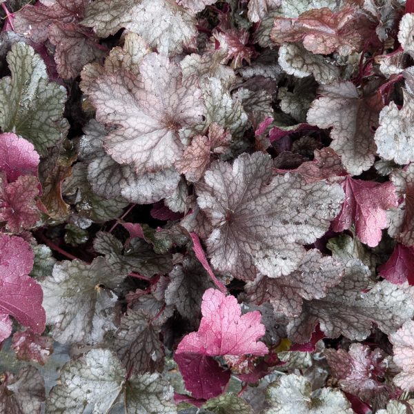 Heuchera 'Plum Pudding' ®