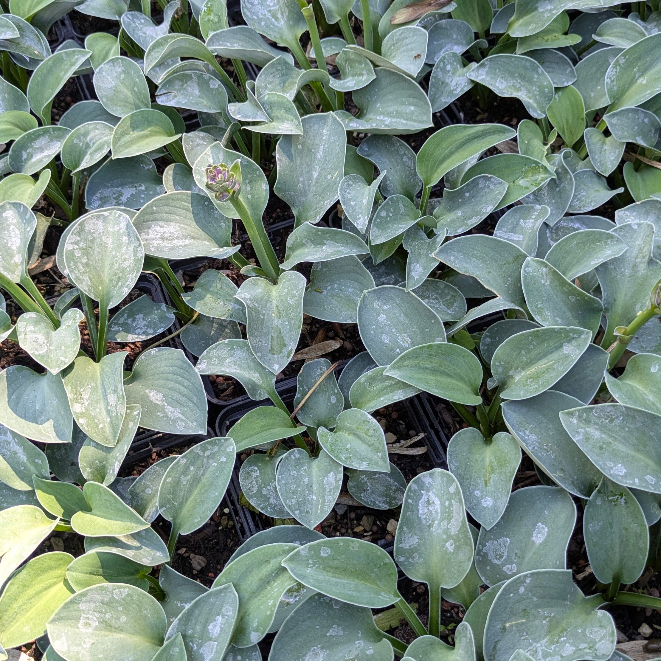 Hosta 'Blue Mouse Ears'