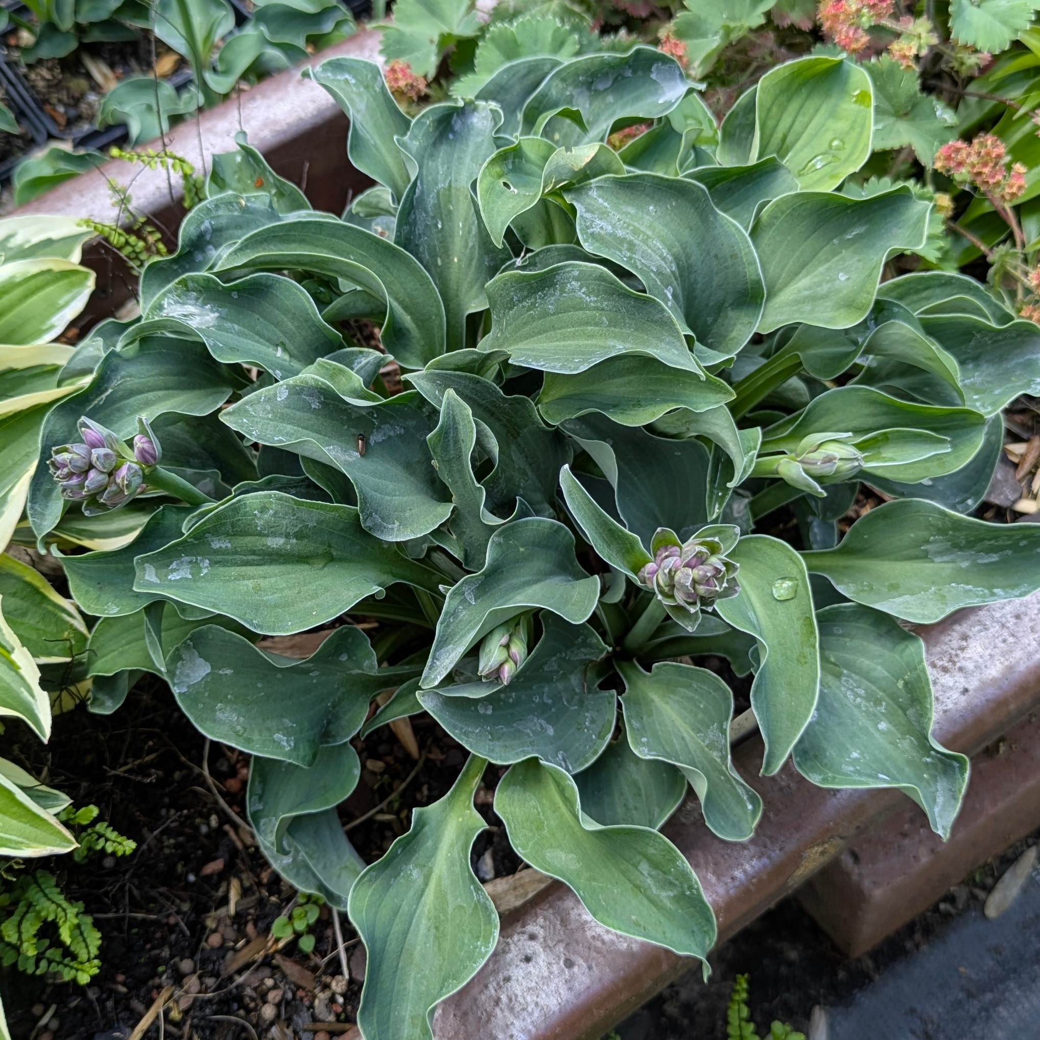Hosta 'Blue Mouse Ears' gewellt