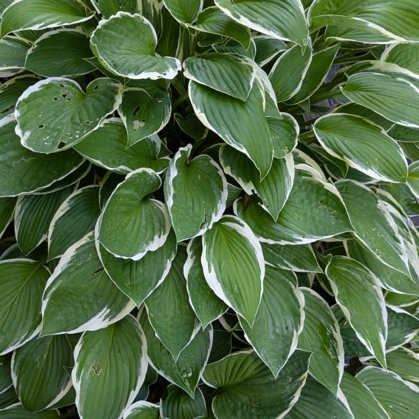 Hosta 'Francee'