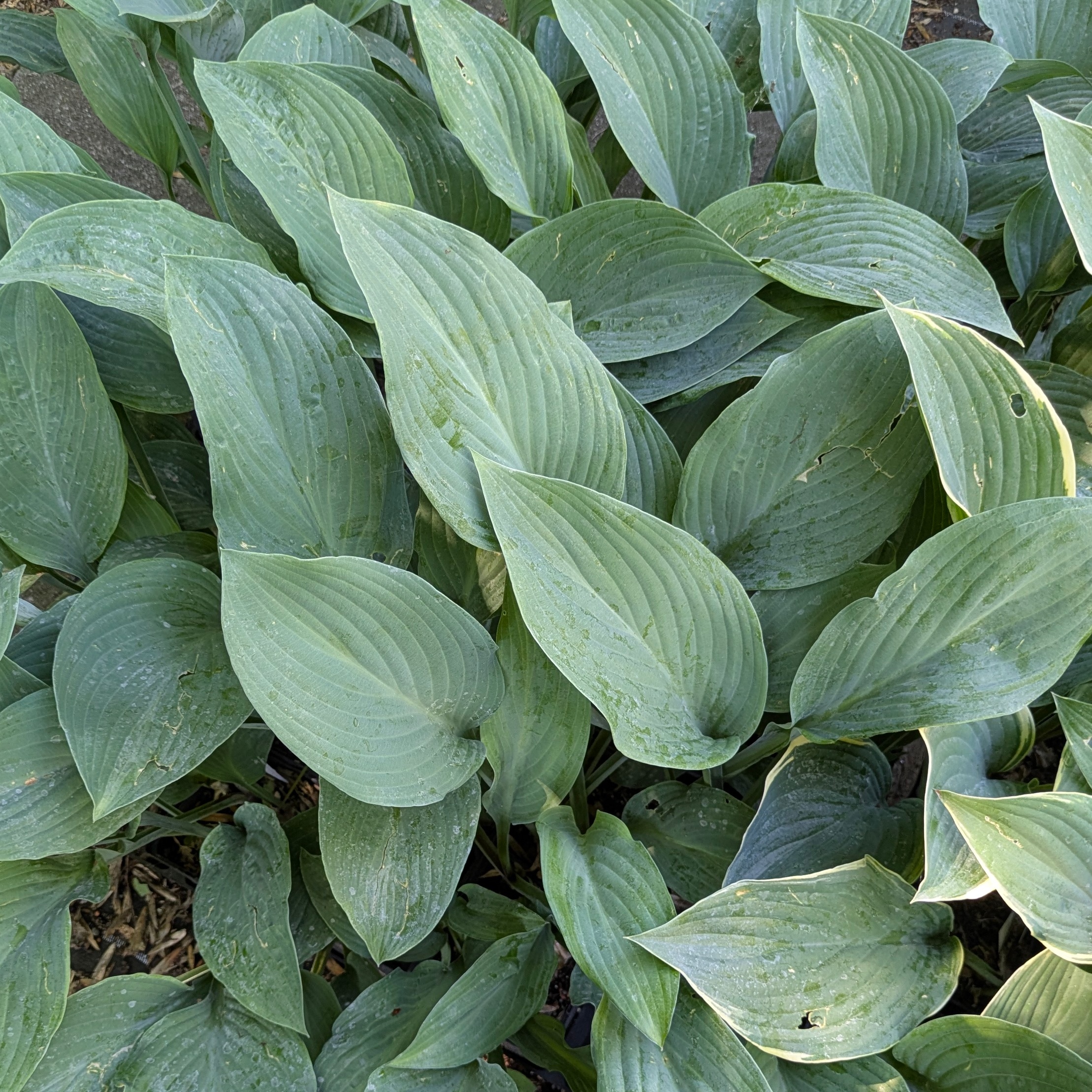 Hosta 'Krossa Regal'