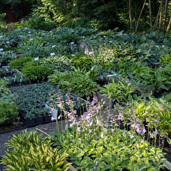 25 Jahre-Hosta-Überraschungspaket