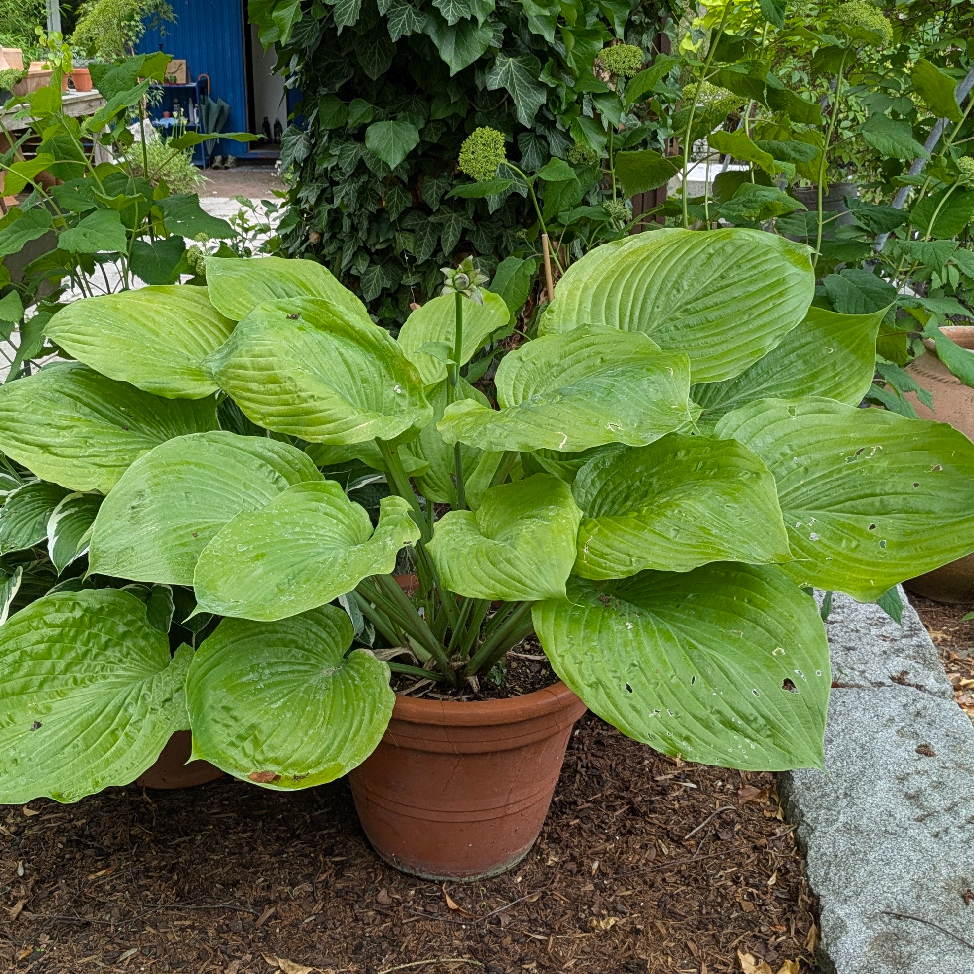 Hosta 'Sum and Substance'