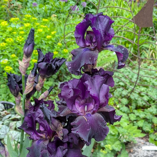 Iris barbata-elatior 'Superstition'