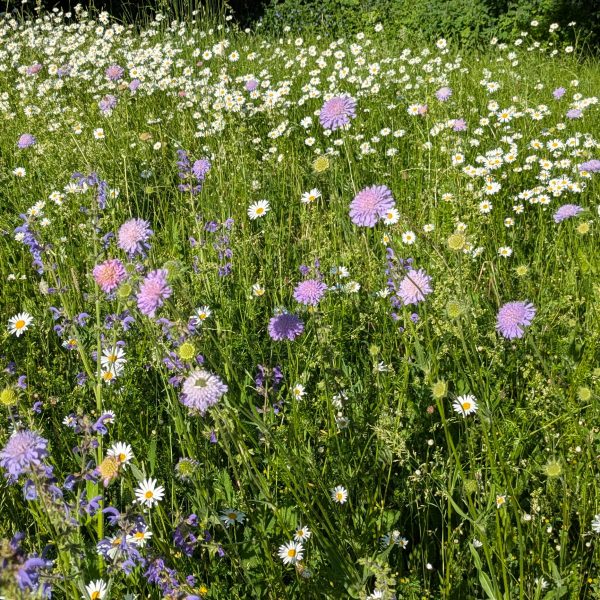 Knautia arvensis