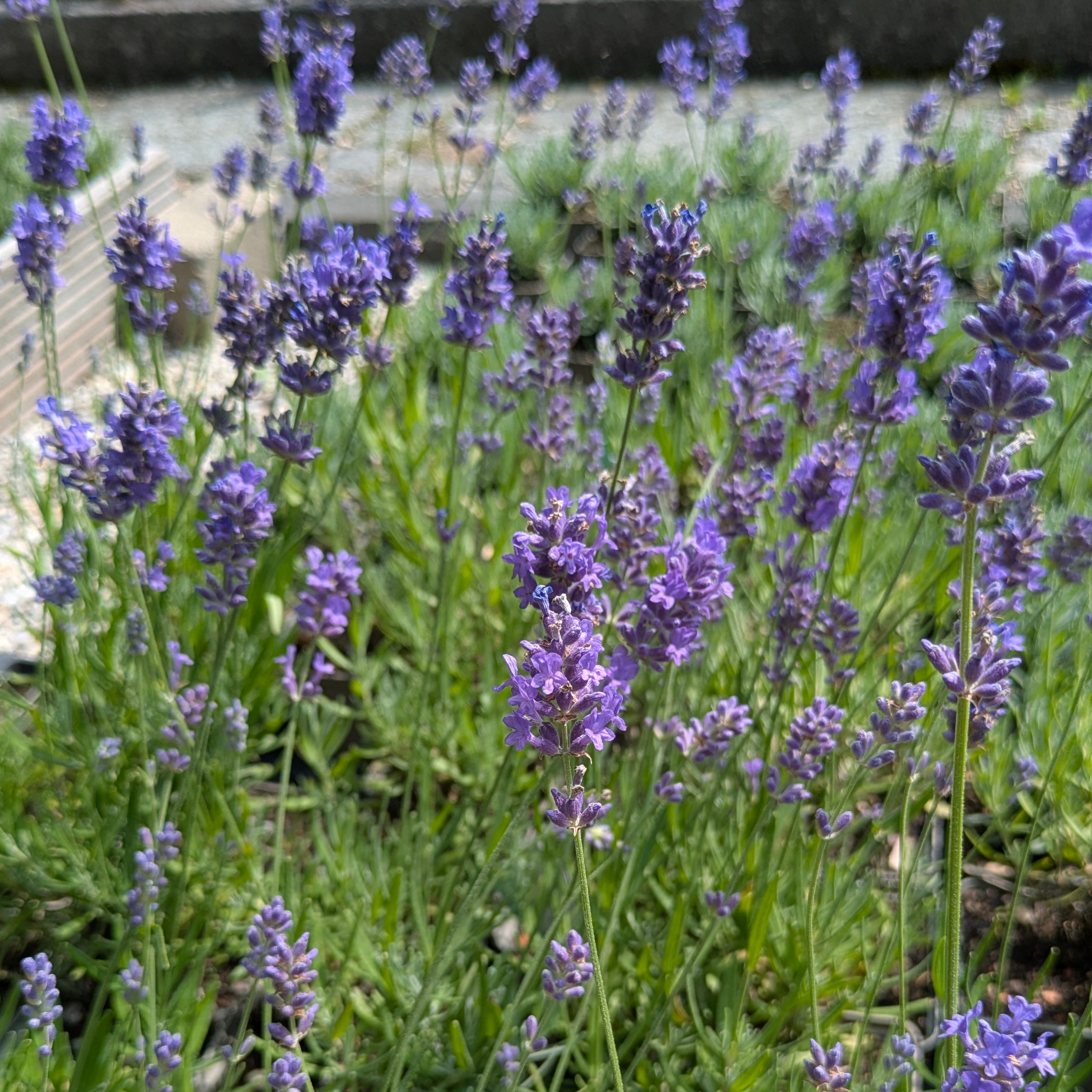 Lavandula angustifolia 'Hidcote Blue'