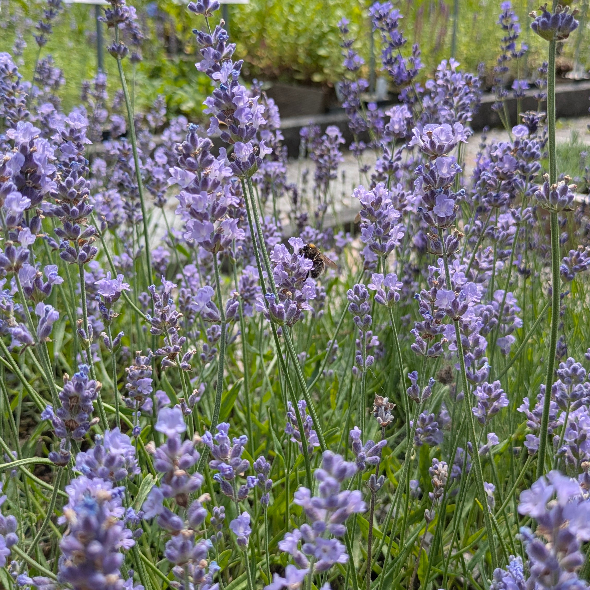 Lavandula angustifolia 'Melissa Lilac'