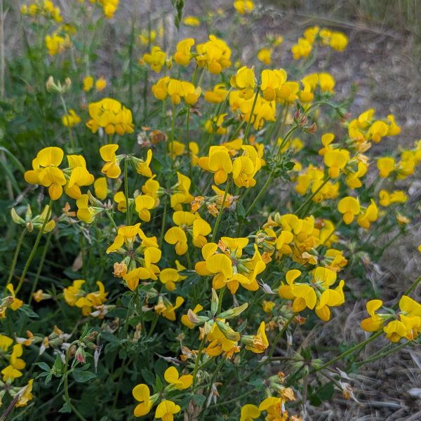 Lotus corniculatus