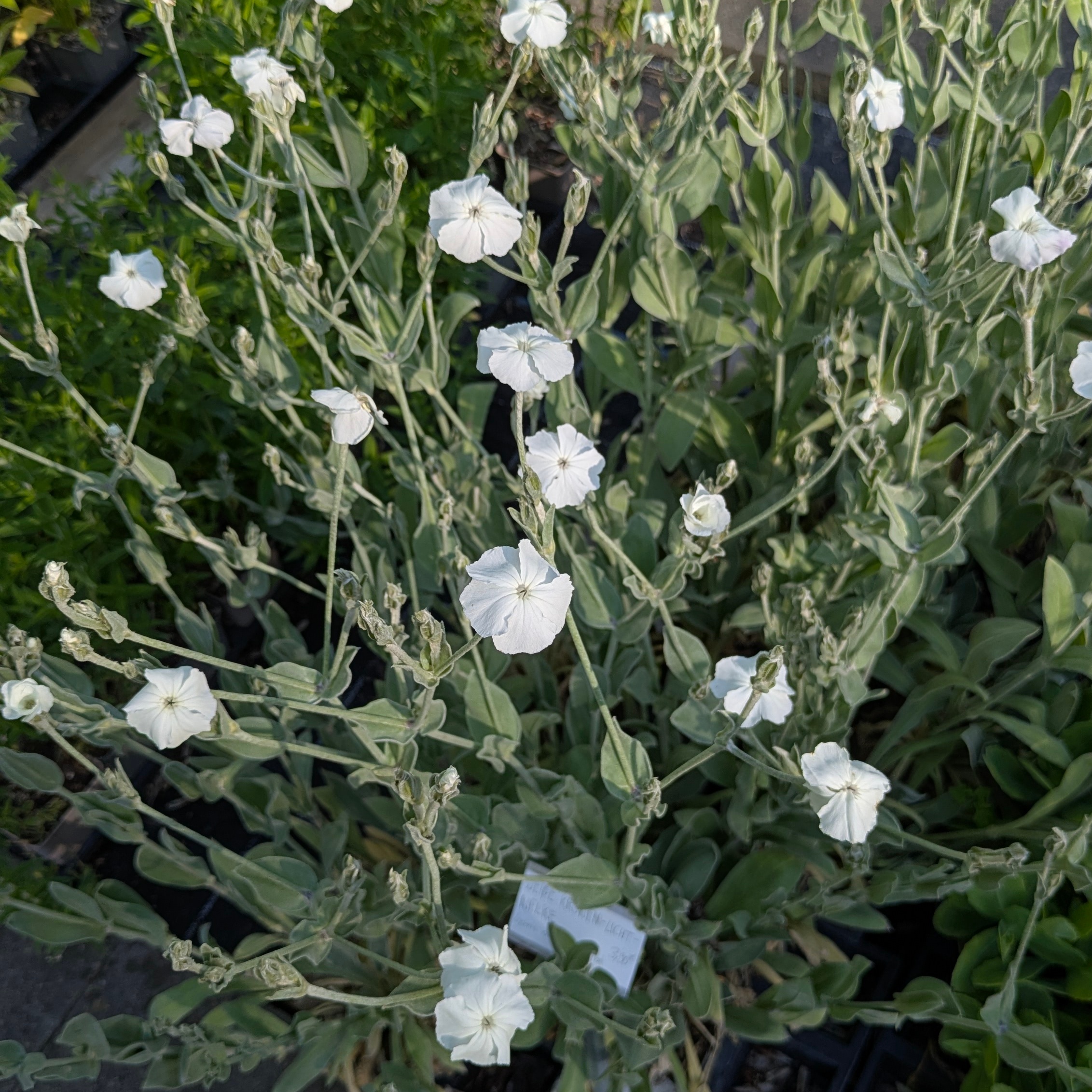 Silene (=Lychnis) coronaria 'Alba'