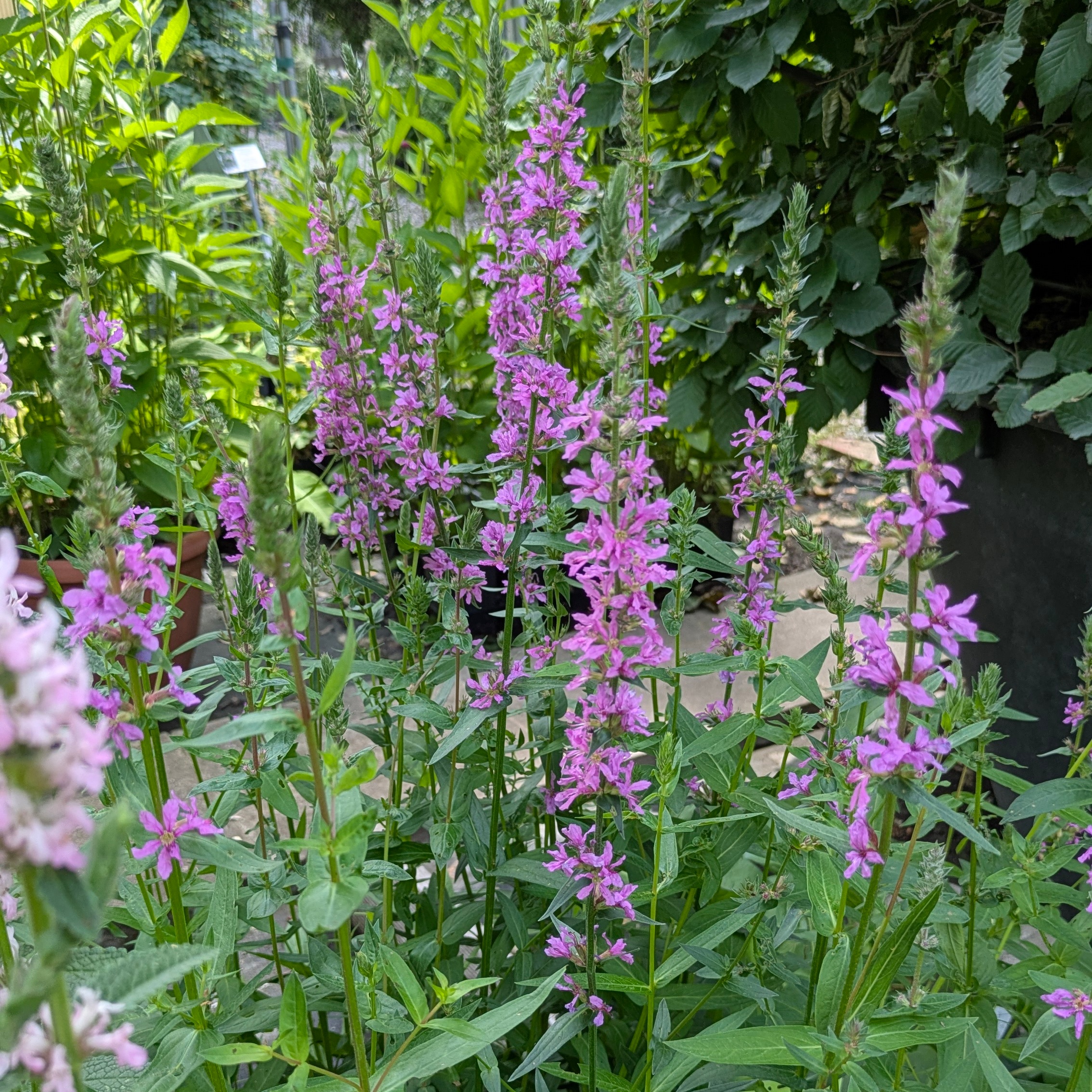 Lythrum salicaria