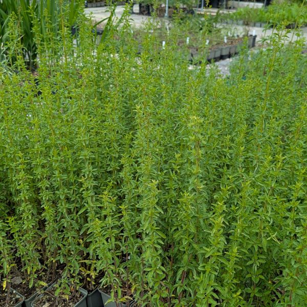 Origanum Laevigatum-Hybr. 'Aromatico'