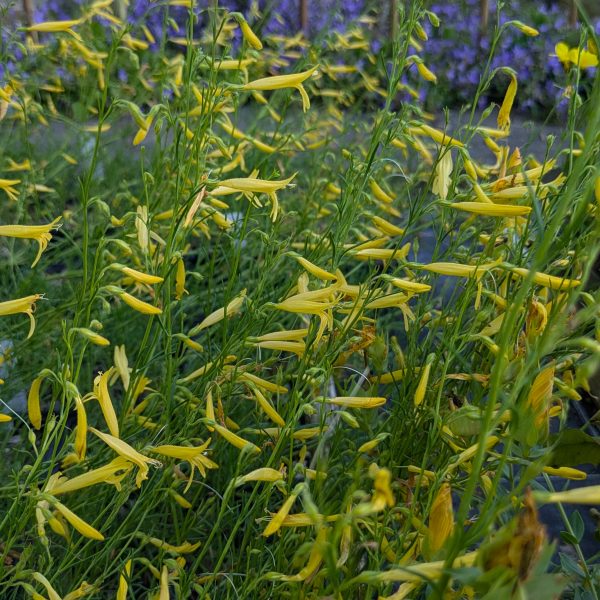 Penstemon pinifolius 'Mersea Yellow'