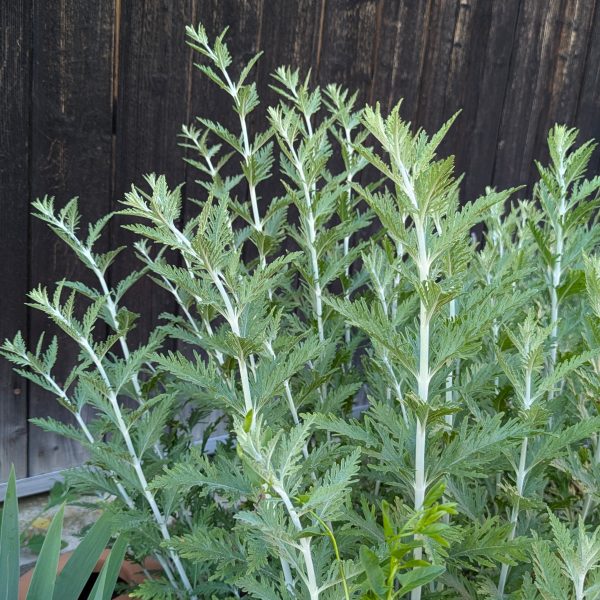 Perovskia atriplicifolia 'Blue Spire'