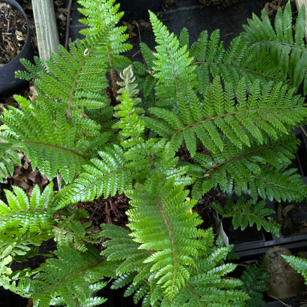 Polystichum polyblepharum