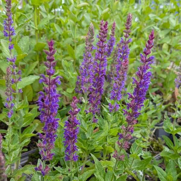 Salvia nemorosa 'Ostfriesland'