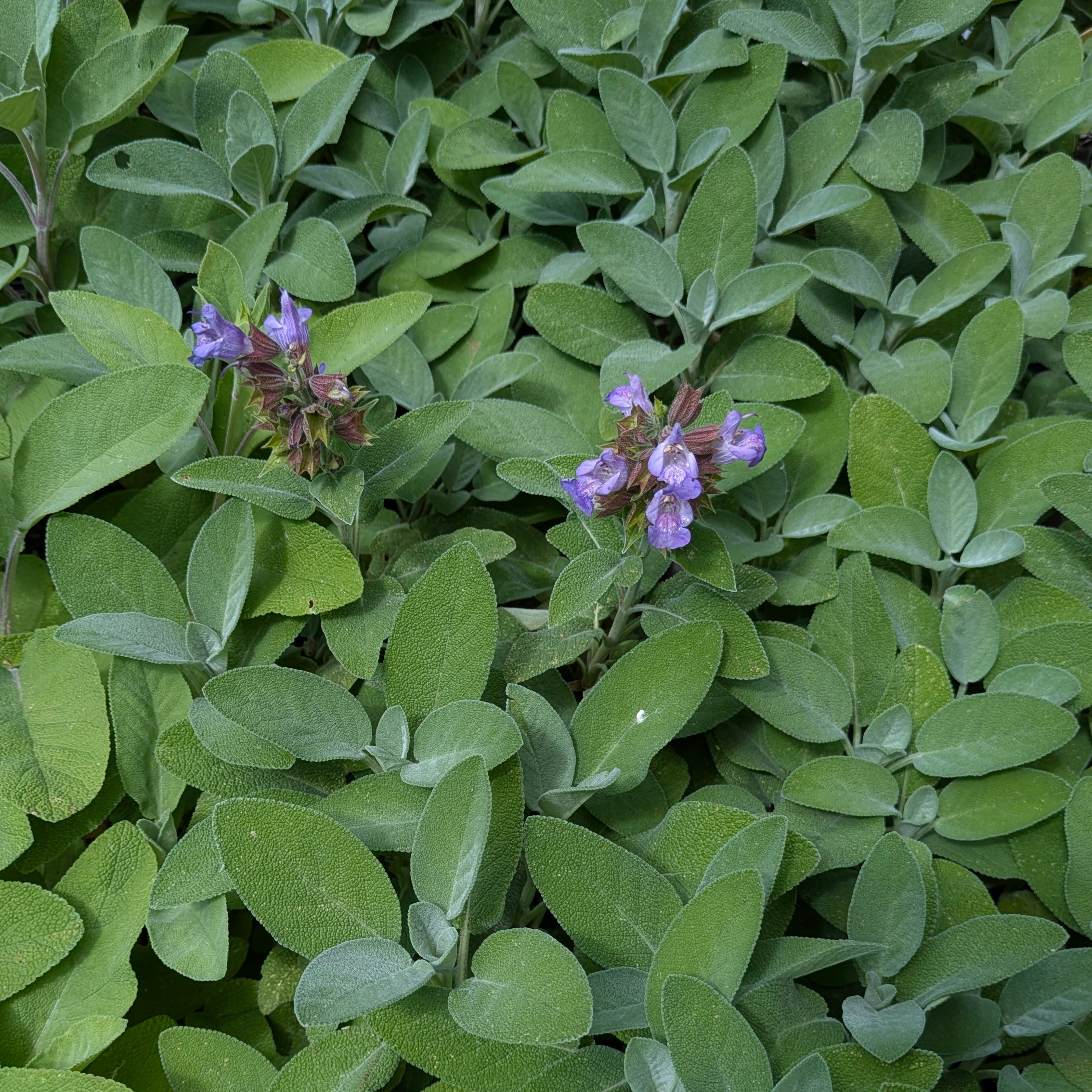 Salvia officinalis 'Berggarten'