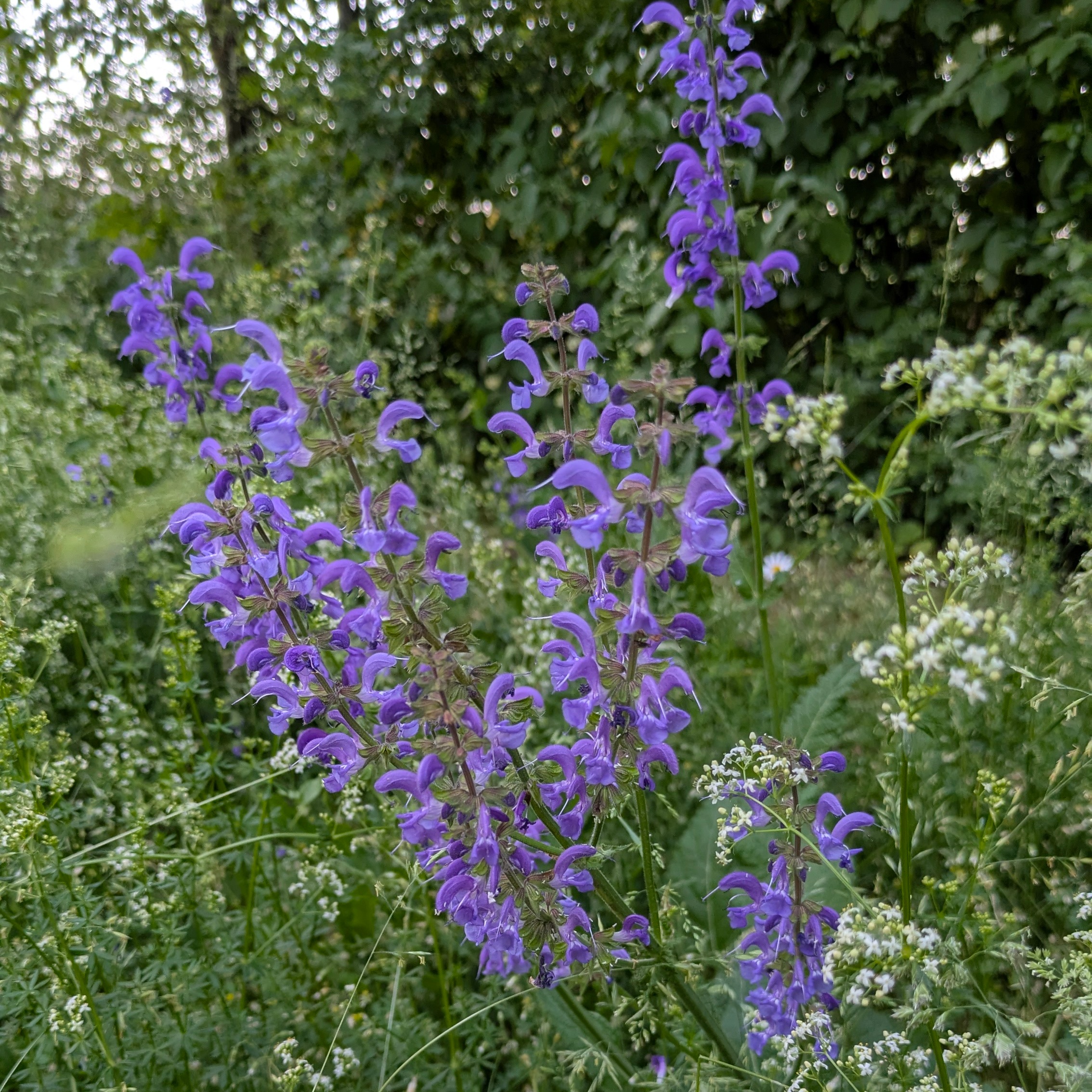 Salvia pratensis