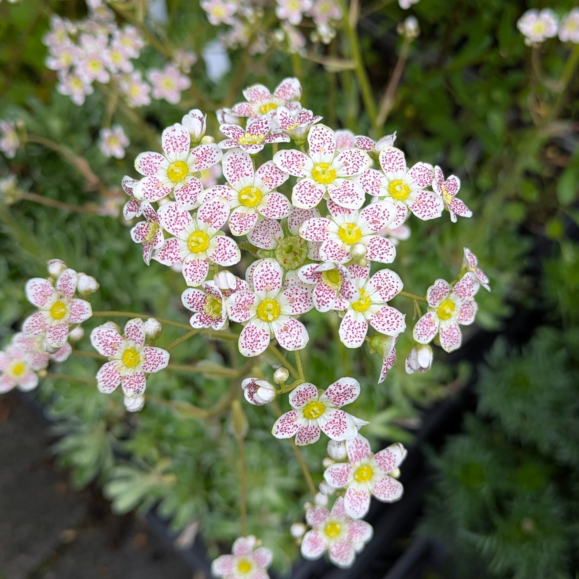 Saxifraga Hybr. 'Spotted Dog'