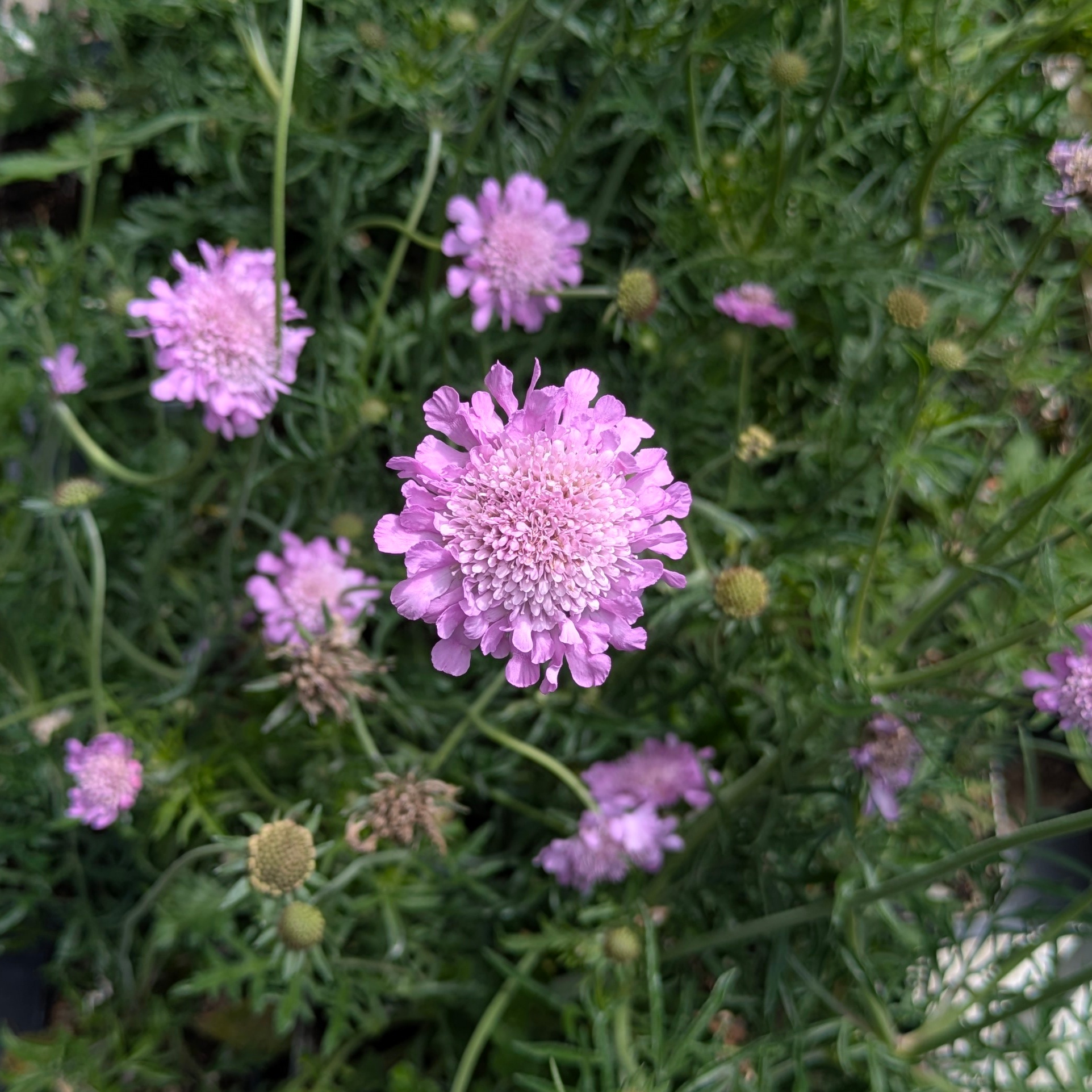 Scabiosa columbaria 'Pink Mist'