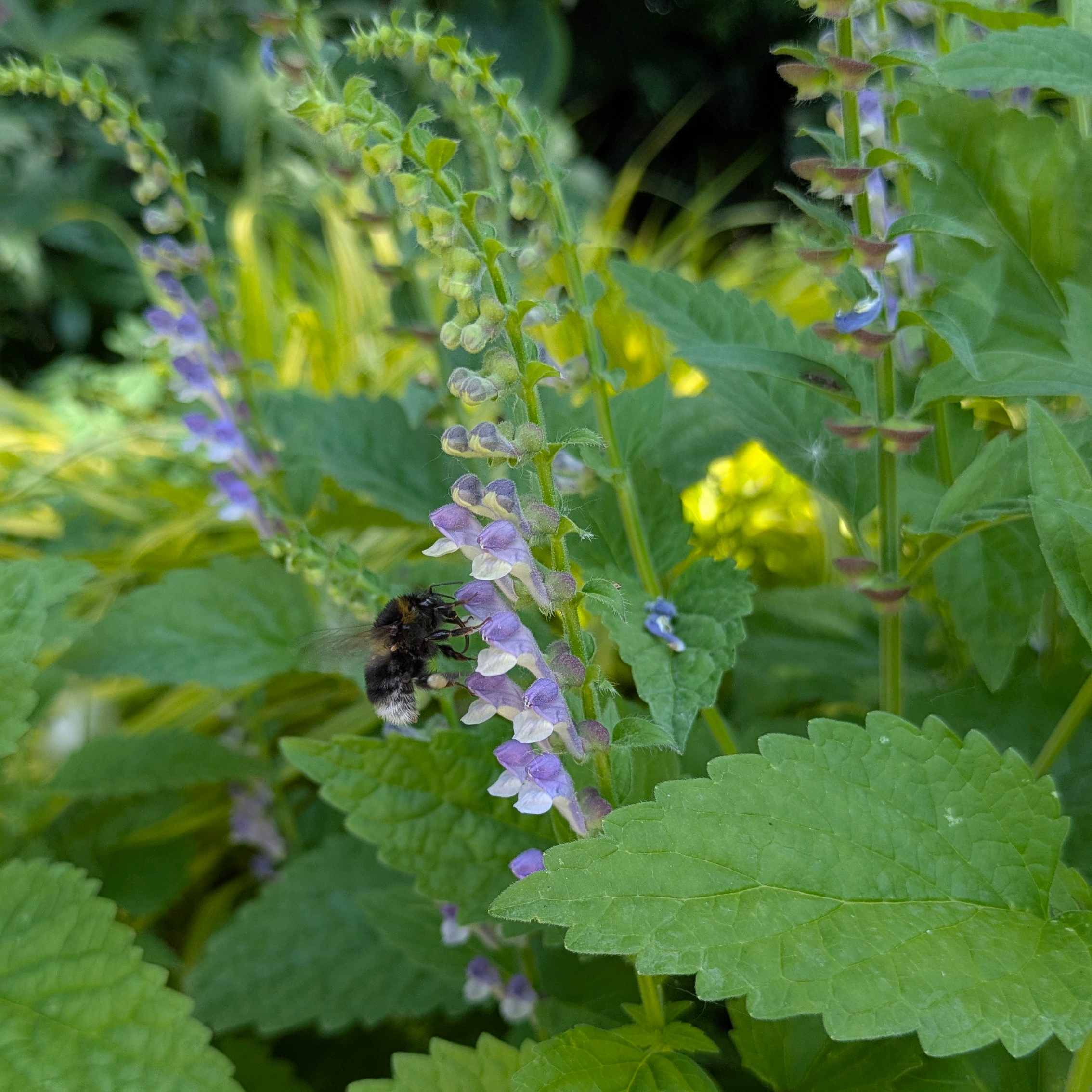 Scutellaria altissima