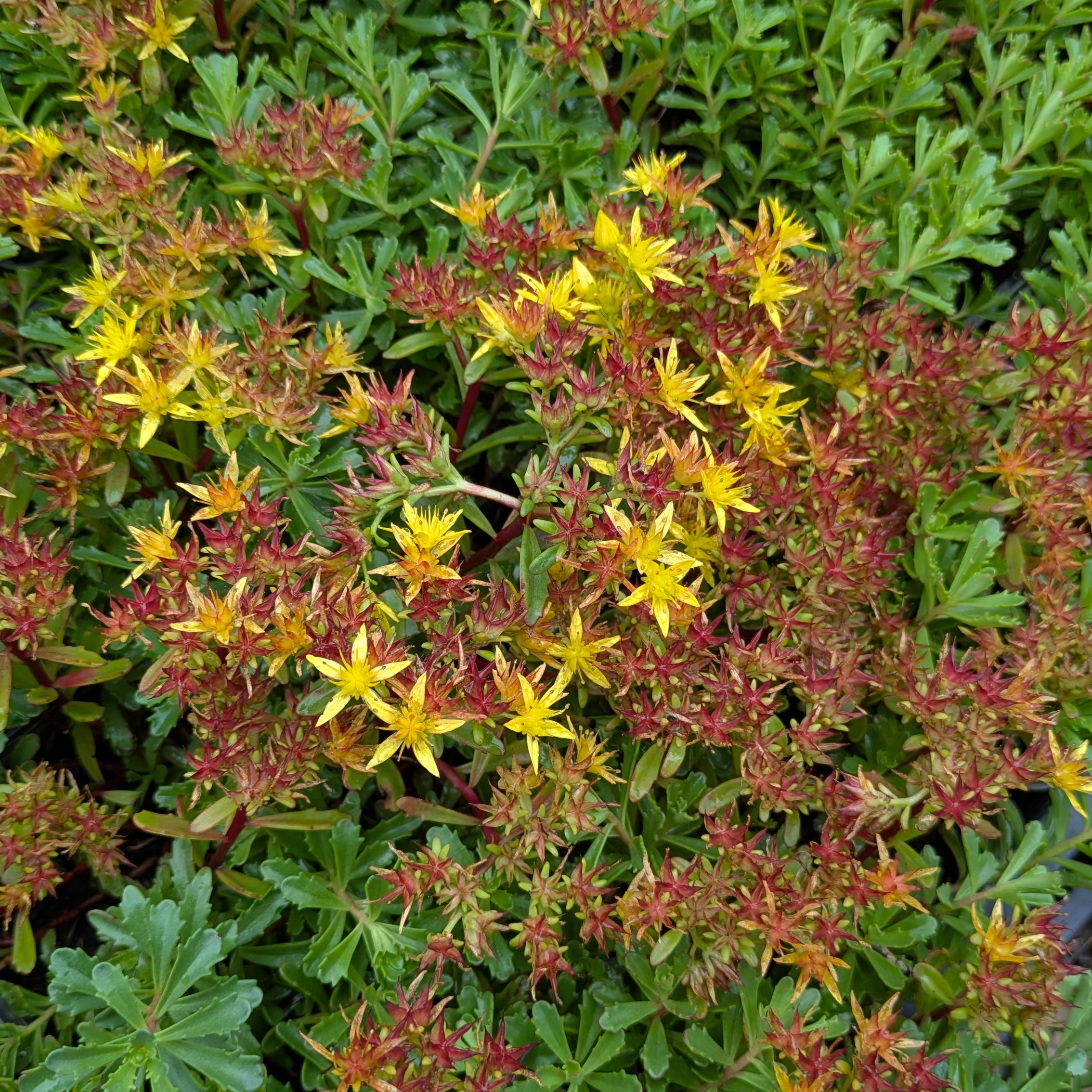 Sedum floriferum 'Weihenstephaner Gold' – Bild 2