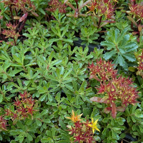 Sedum floriferum 'Weihenstephaner Gold'