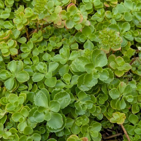Sedum spurium 'Album Superbum'