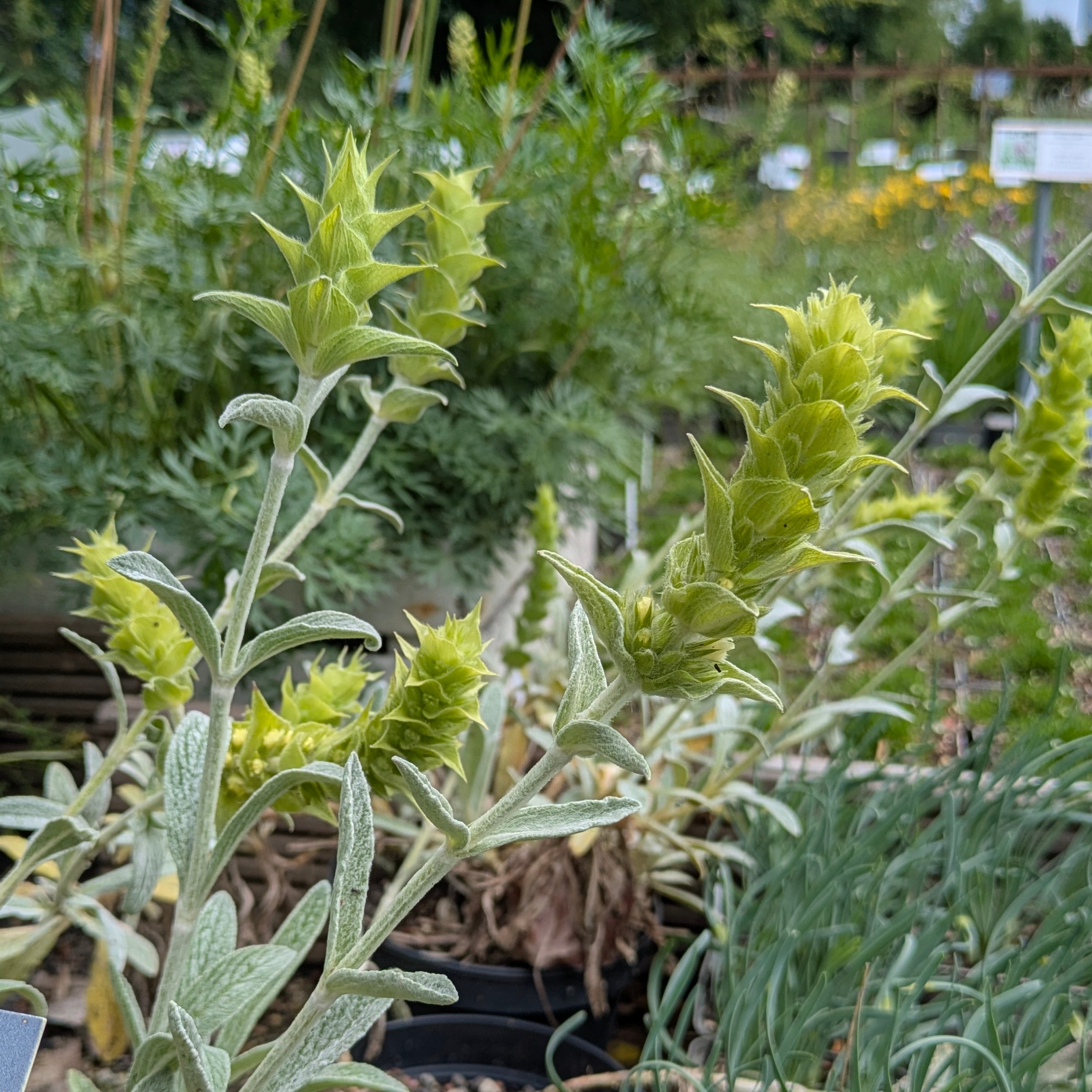 Sideritis scardica