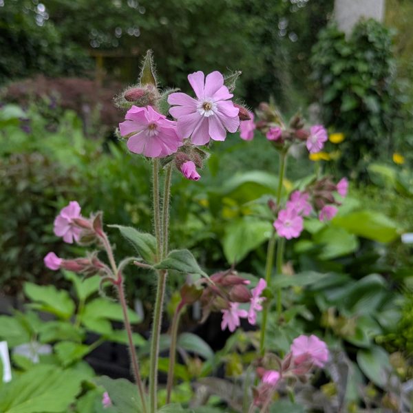 Silene dioica
